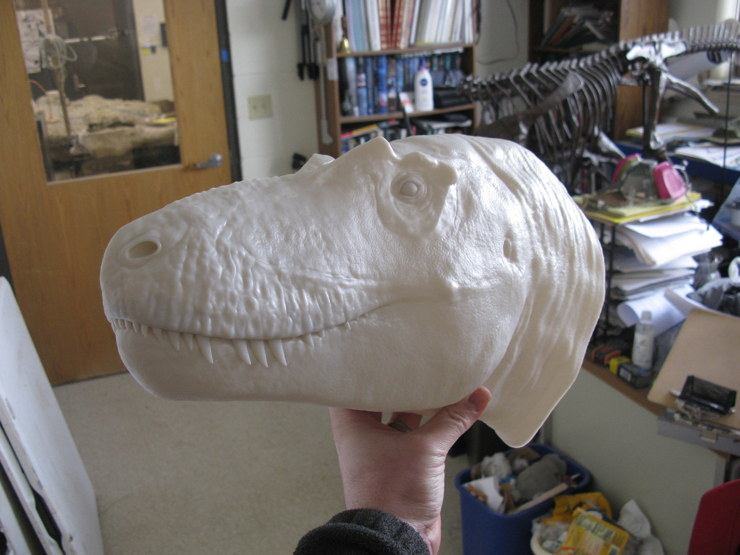 Daspletosaurus Head Bust, Large.