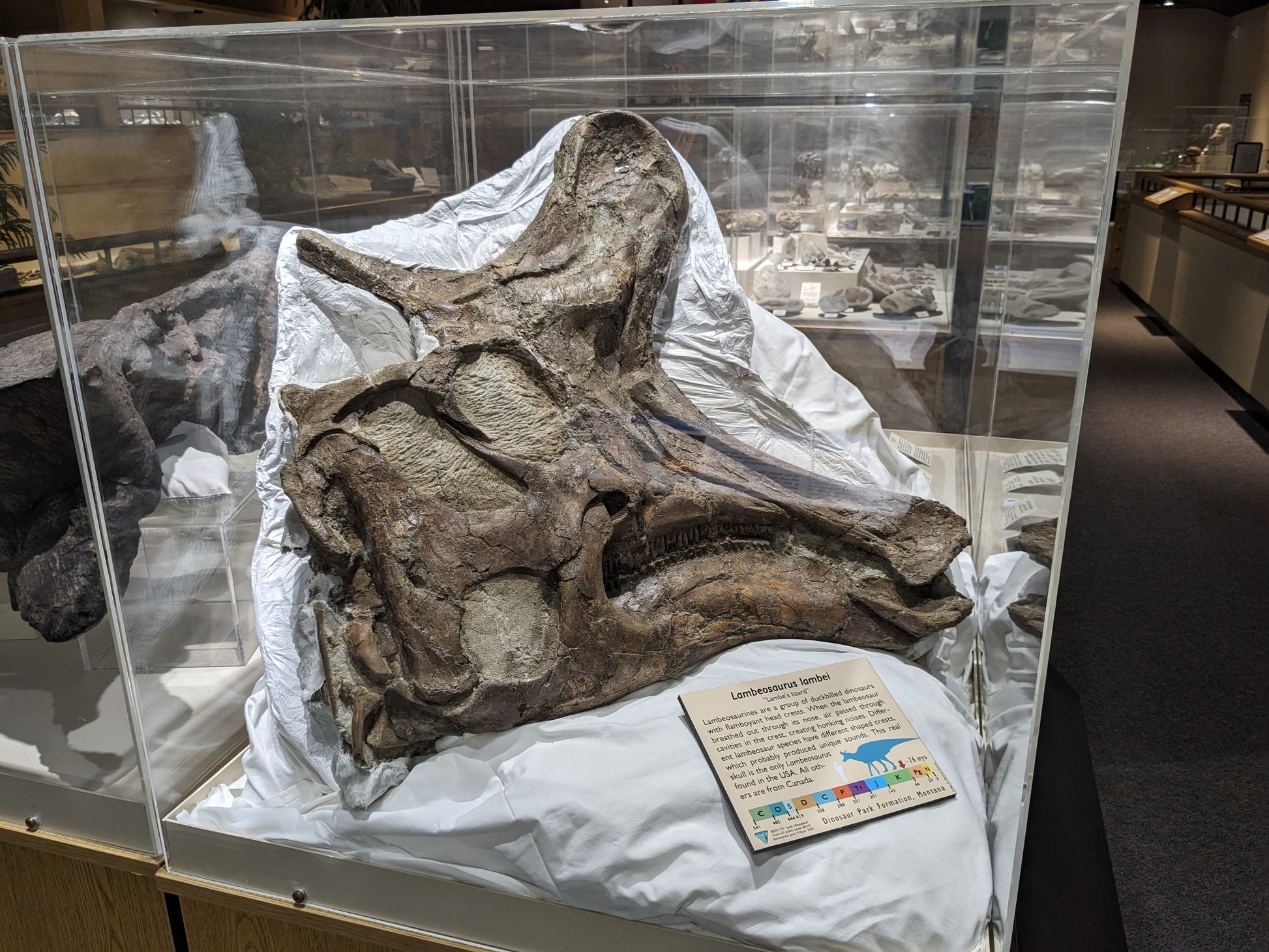 Magnet Modeled off of our Lambeosaurus Specimen