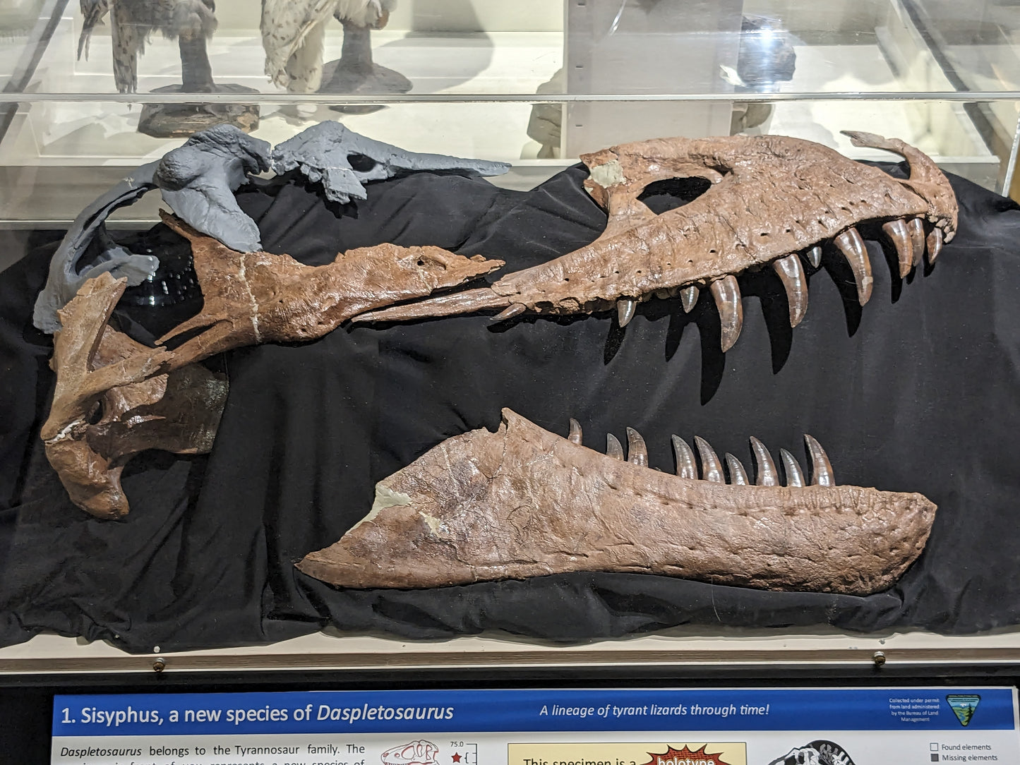 Daspletosaurus Head Bust Magnet